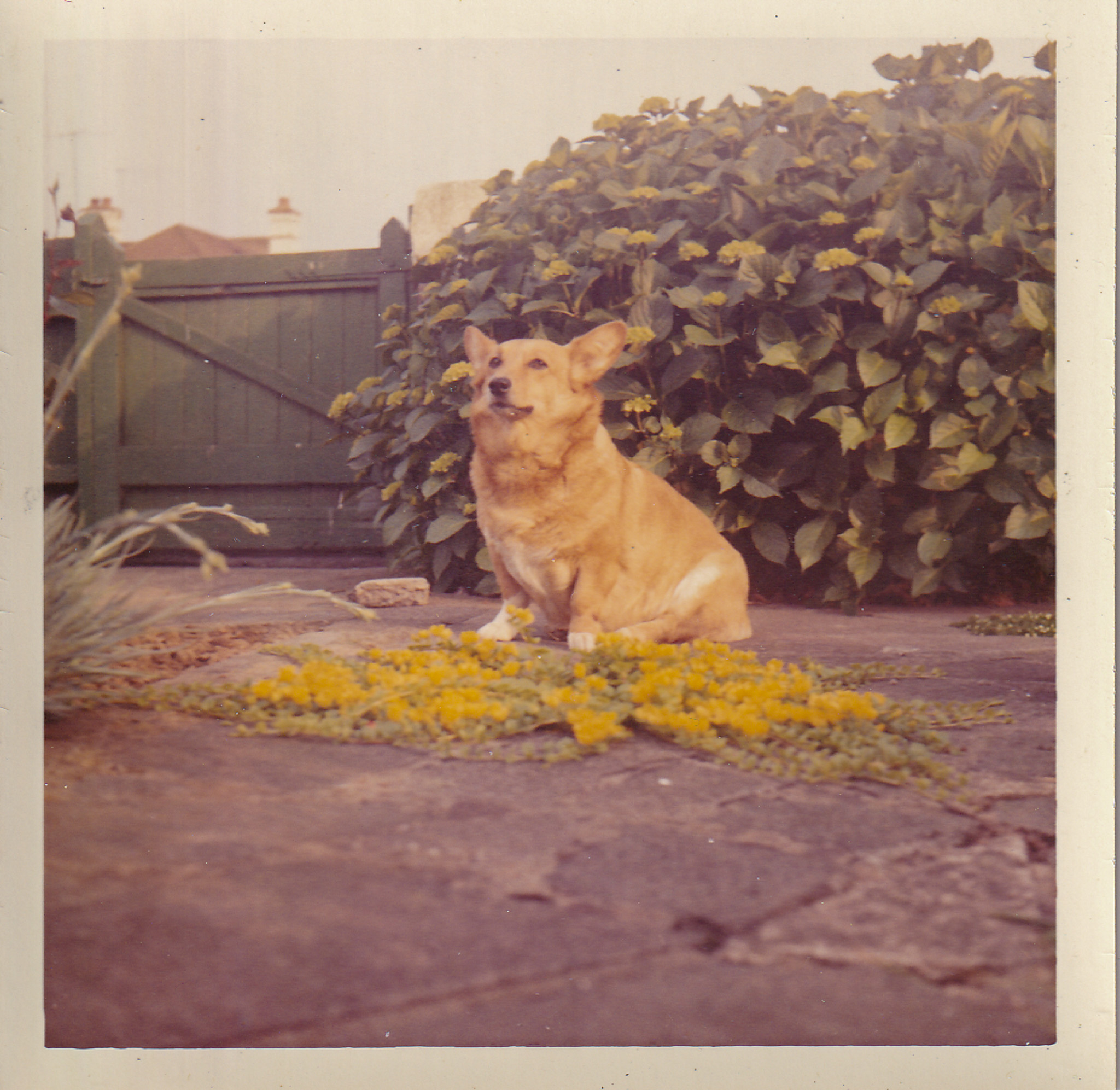 Corgi in garden